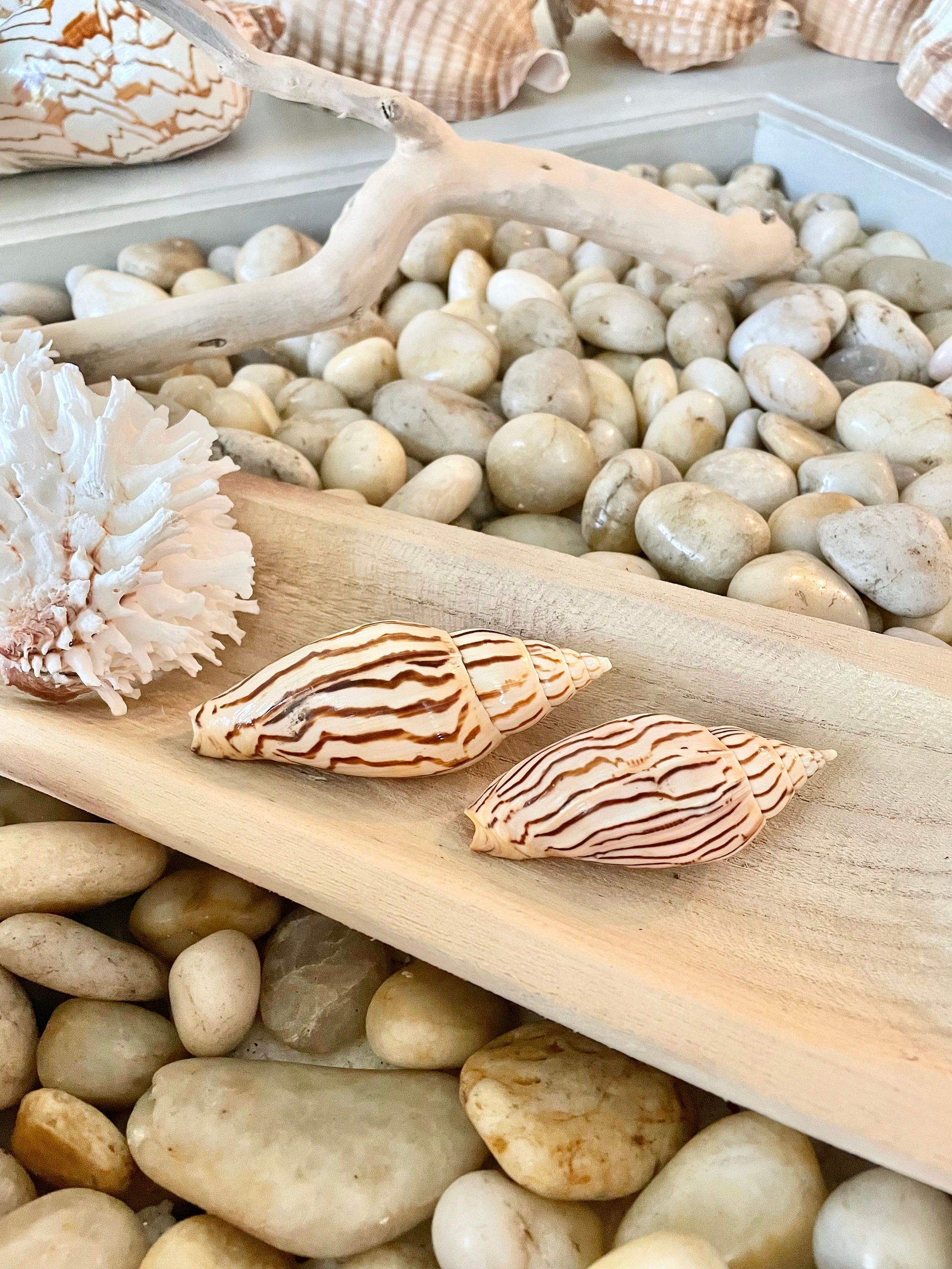 Set of 3 REAL Flag Volute Loroisi Beige Brown Patterned Seashell 3-4" Long Crafts Beach Coastal Décor Display Shell