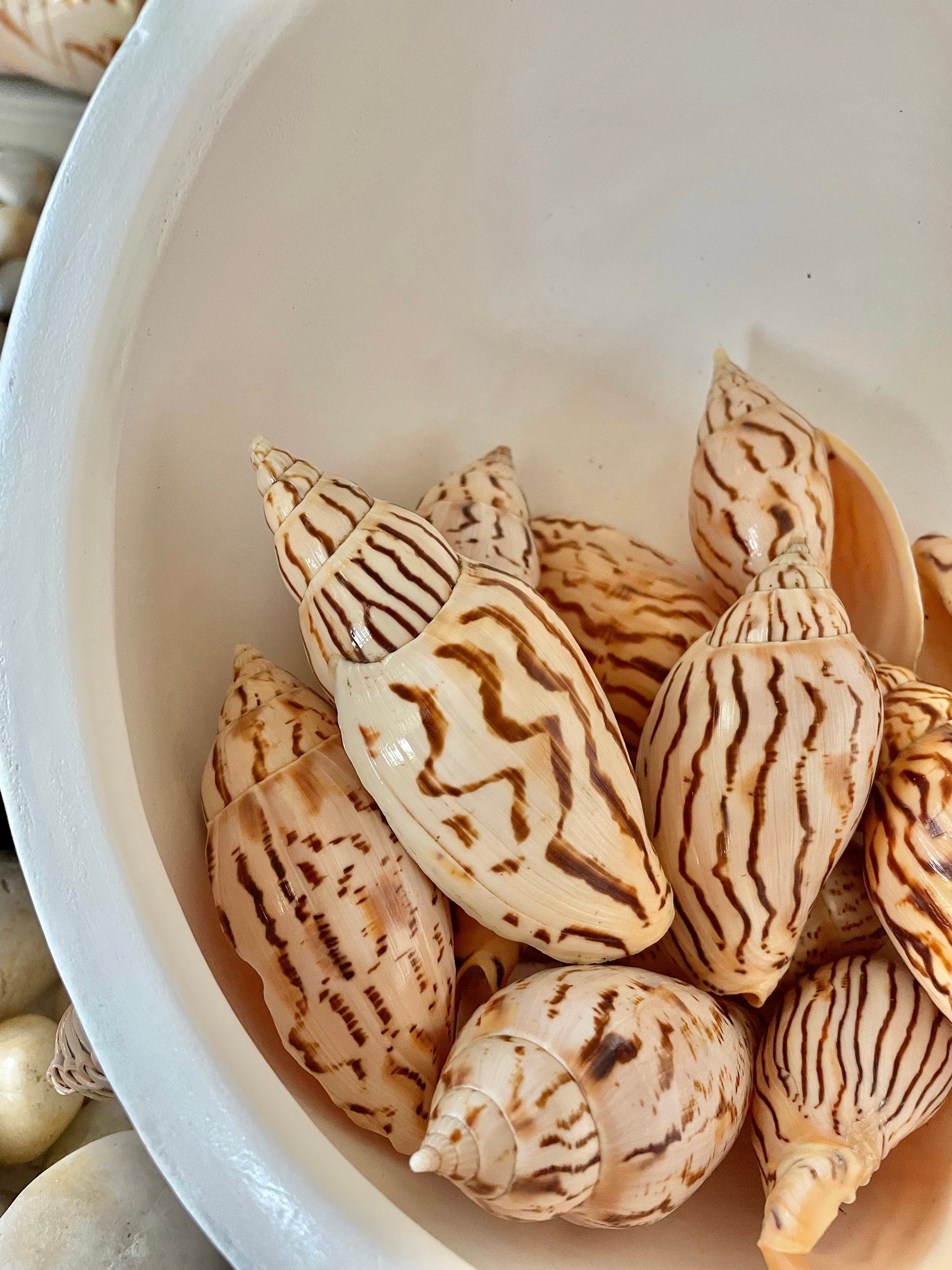 Set of 3 REAL Flag Volute Loroisi Beige Brown Patterned Seashell 3-4" Long Crafts Beach Coastal Décor Display Shell