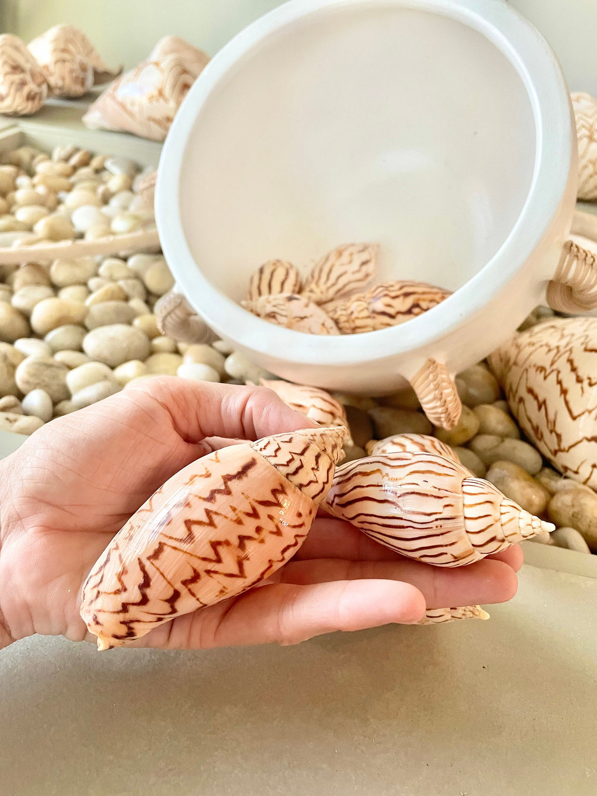 Flag Volute Seashells (Set of 3), 3-4" Beige Brown Patterned Shells, Coastal Décor