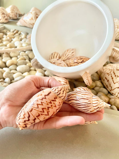 Flag Volute Seashells (Set of 3), 3-4" Beige Brown Patterned Shells, Coastal Décor