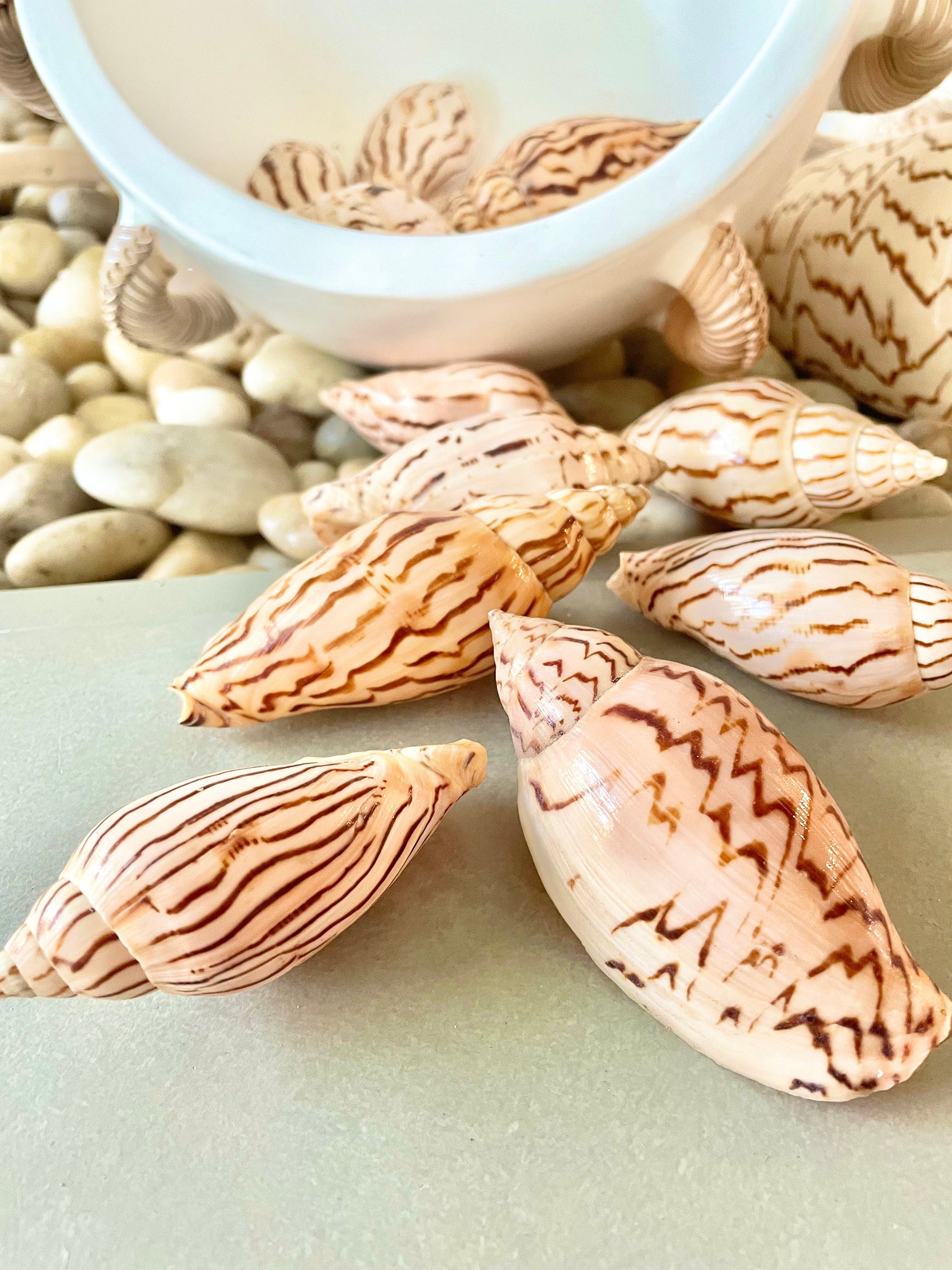 Set of 3 REAL Flag Volute Loroisi Beige Brown Patterned Seashell 3-4" Long Crafts Beach Coastal Décor Display Shell