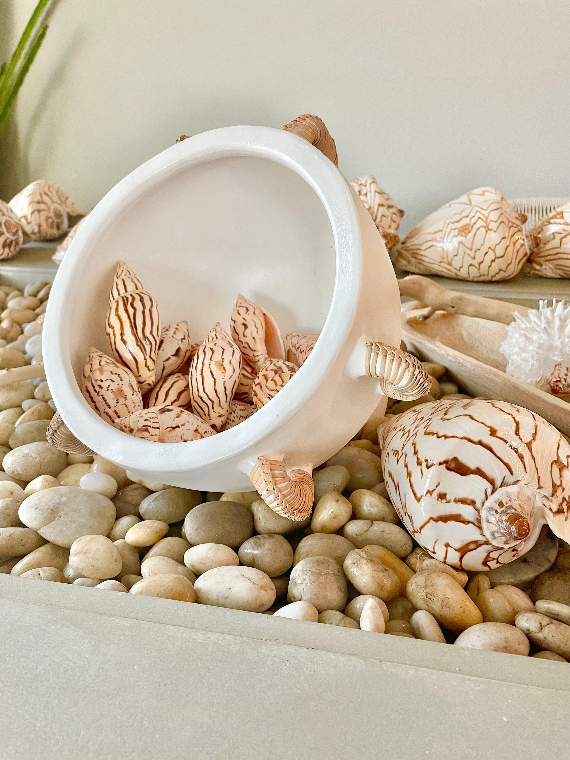 Flag Volute Seashells (Set of 3), 3-4" Beige Brown Patterned Shells, Coastal Décor