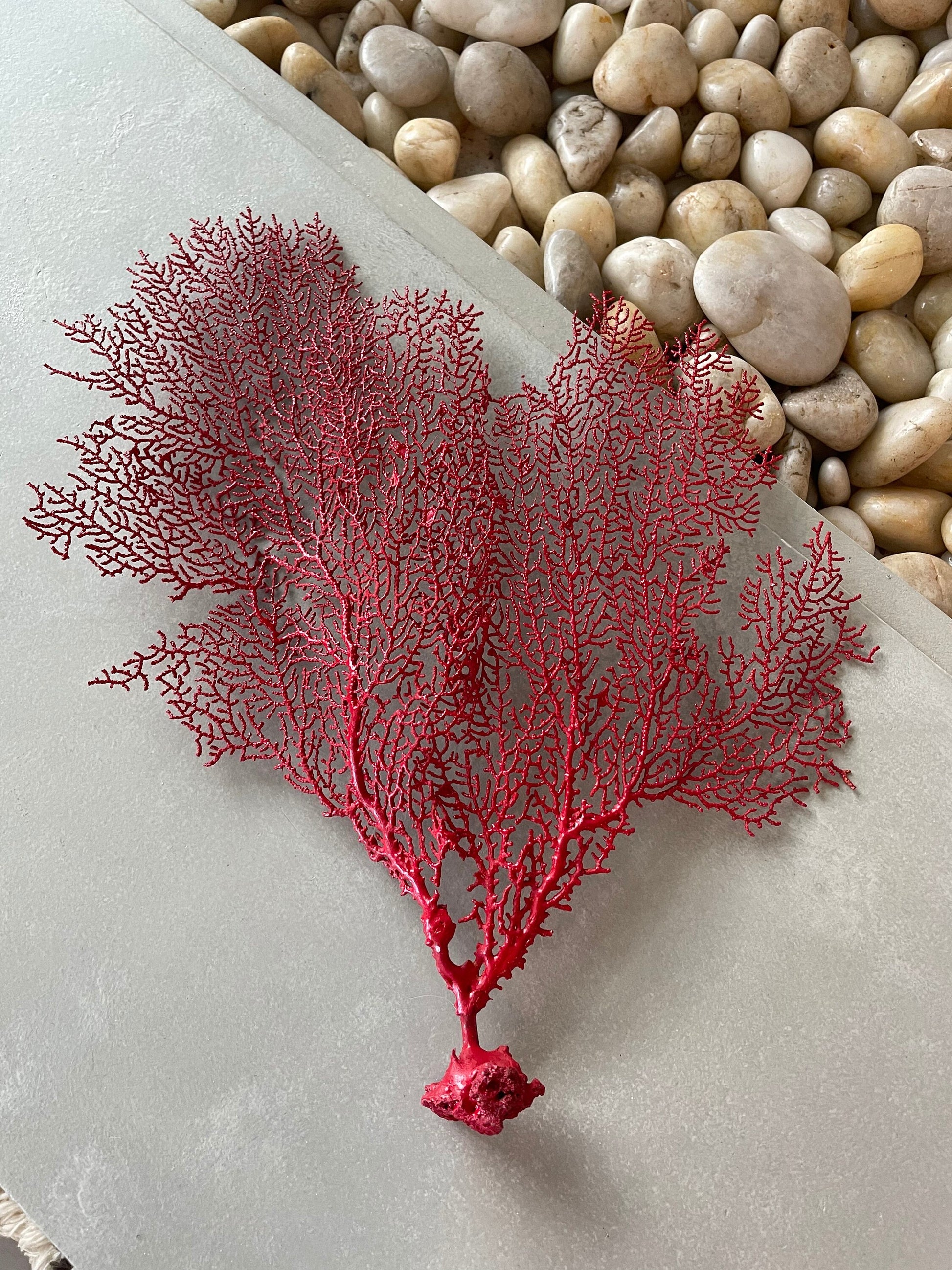 Natural Dried Real Sea Fans Painted RED 8-20" You Choose Size Ocean Reef Decoration Natural Beach Coastal Décor Display