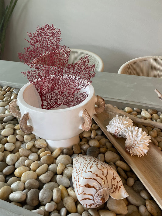 Natural Dried Real Sea Fans Painted RED 8-20" You Choose Size Ocean Reef Decoration Natural Beach Coastal Décor Display