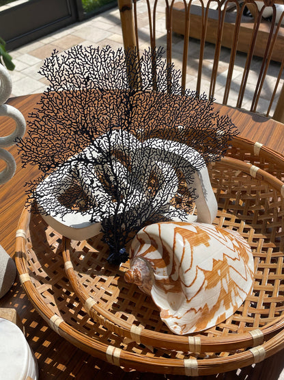 Navy Blue Sea Fan 10-16" *You Choose Size* Natural Hand Painted Coastal Décor