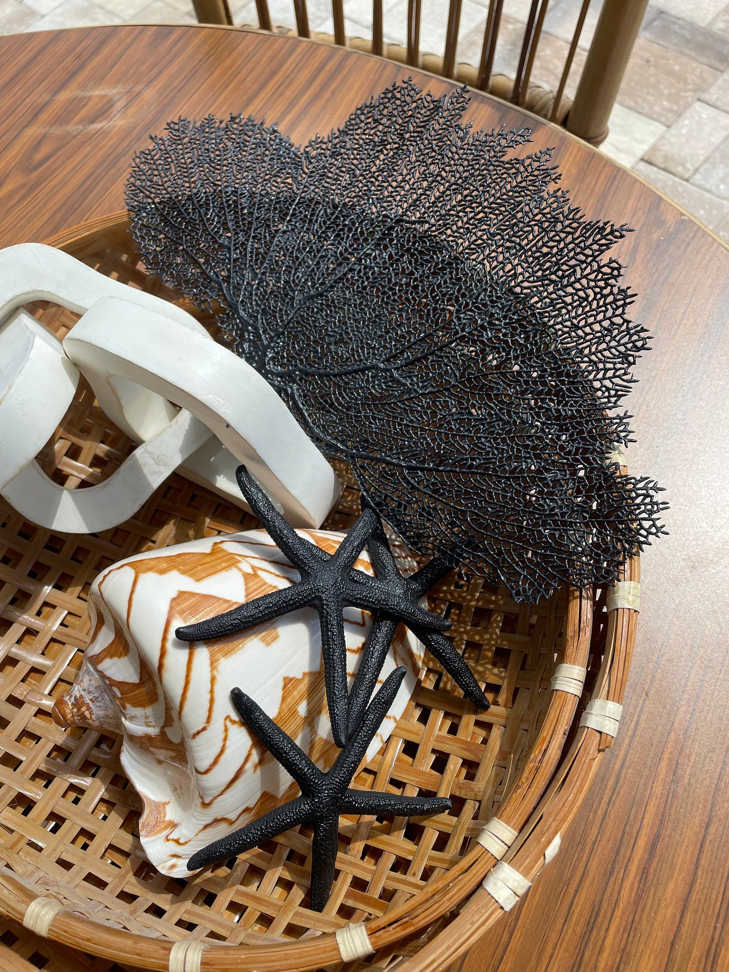 Black Sea Fan 10-16" *You Choose Size* Natural Hand Painted Coastal Décor