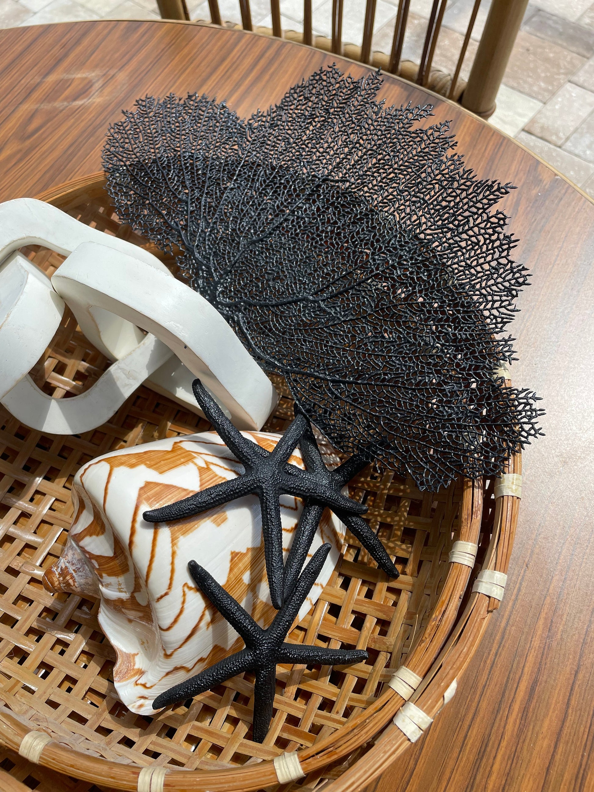 Black Sea Fan 10-16" *You Choose Size* Natural Hand Painted Coastal Décor