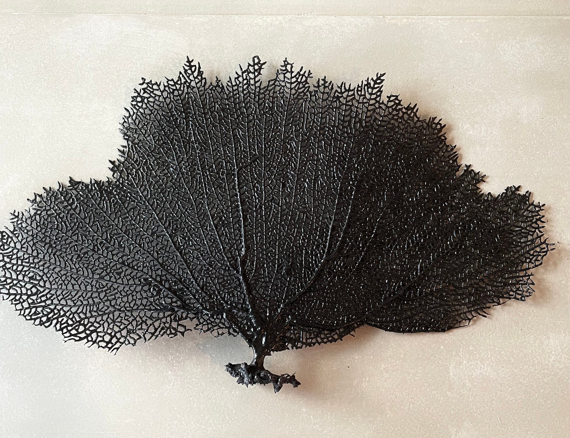 Natural Dried Real Sea Fans Painted BLACK 8-20" You Choose Size Ocean Reef Decoration Natural Beach Coastal Décor Display