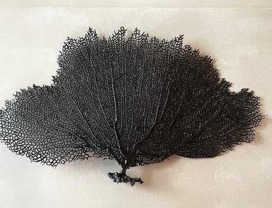 Natural Dried Real Sea Fans Painted BLACK 8-20" You Choose Size Ocean Reef Decoration Natural Beach Coastal Décor Display