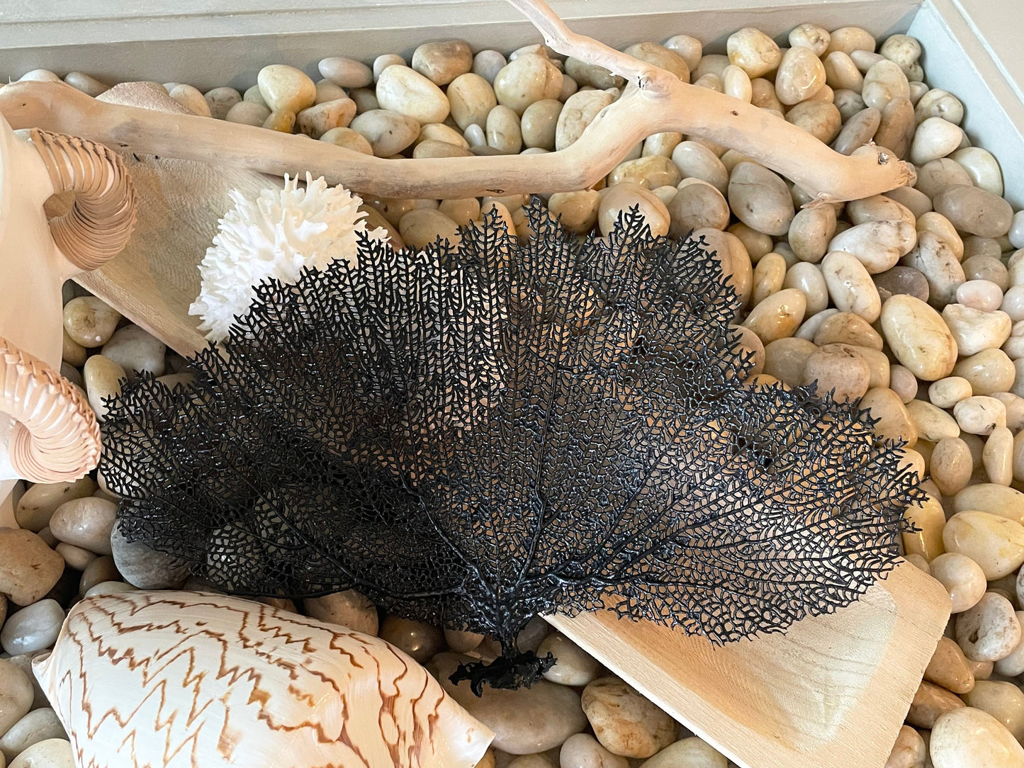 Black Sea Fan 10-16" *You Choose Size* Natural Hand Painted Coastal Décor