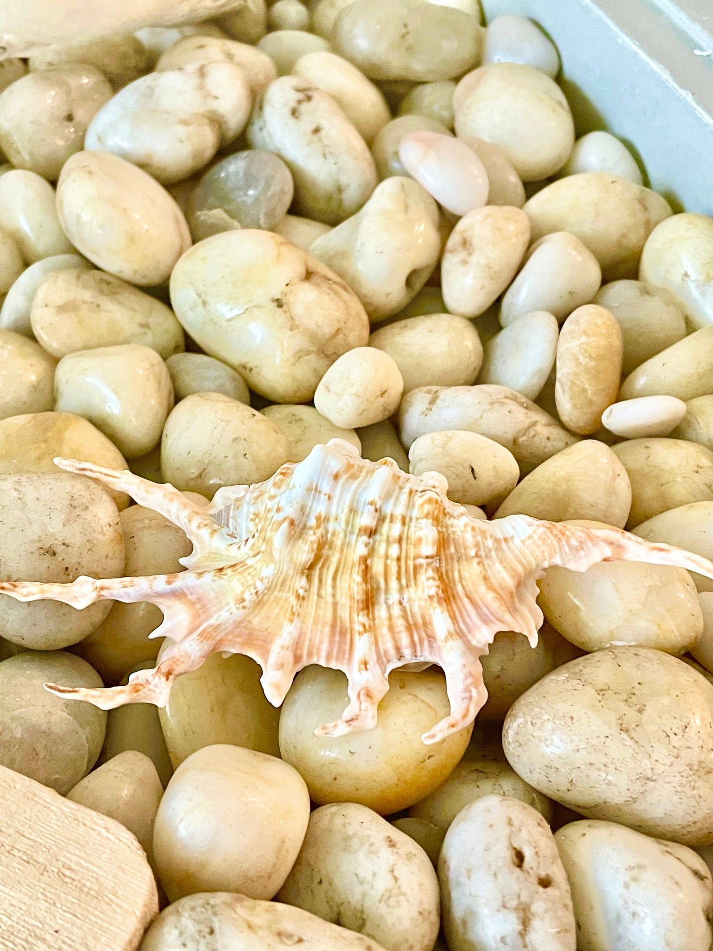 SCORPION LAMBIS SPIDER Shells * Set of 3* 4-5" Natural Conch Display Seashell Coastal Collector Beach Home Décor Crafts