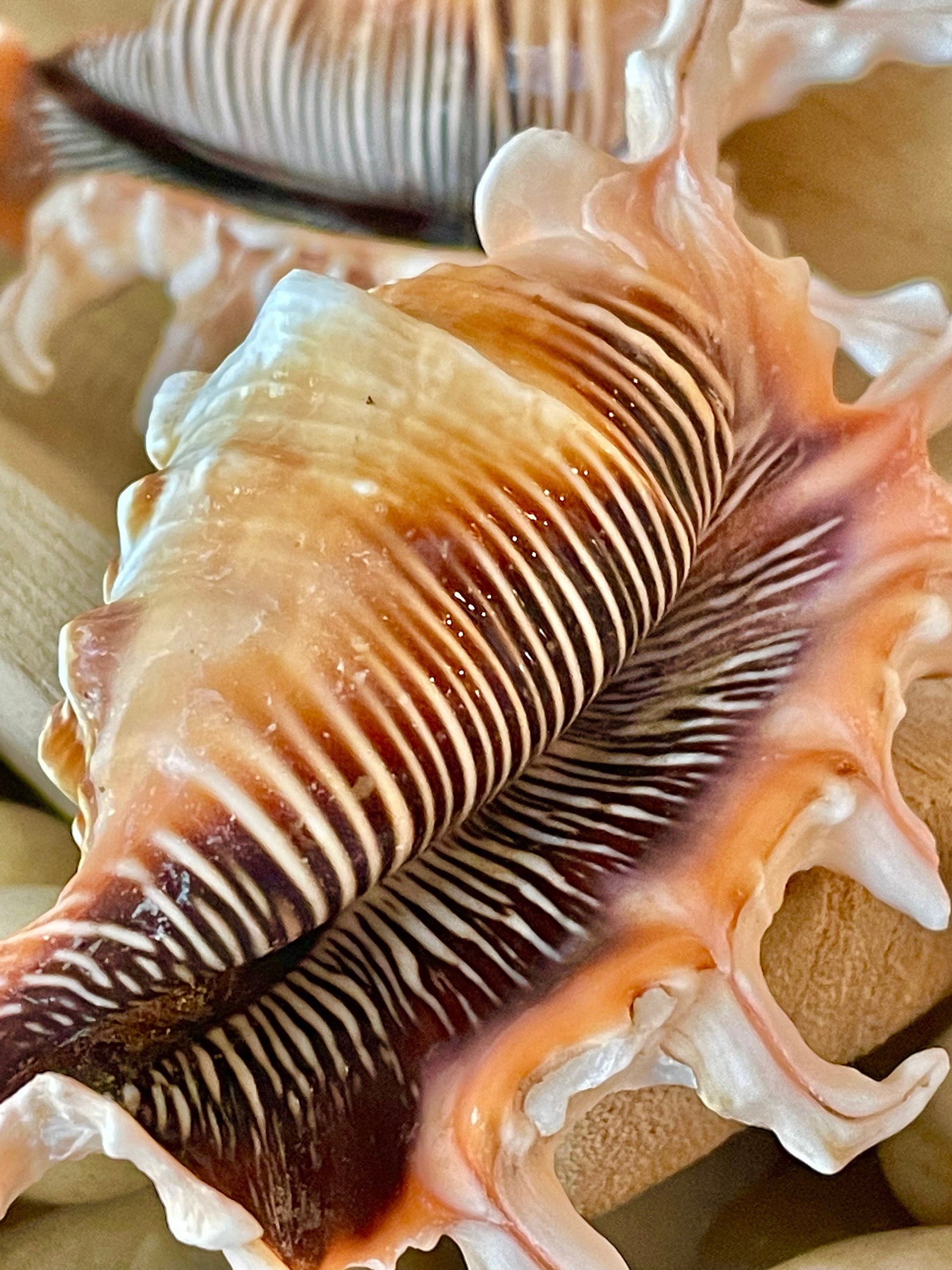 SCORPION LAMBIS SPIDER Shells * Set of 3* 4-5" Natural Conch Display Seashell Coastal Collector Beach Home Décor Crafts