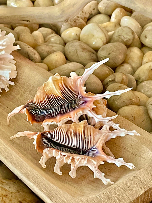 SCORPION LAMBIS SPIDER Shells * Set of 3* 4-5" Natural Conch Display Seashell Coastal Collector Beach Home Décor Crafts
