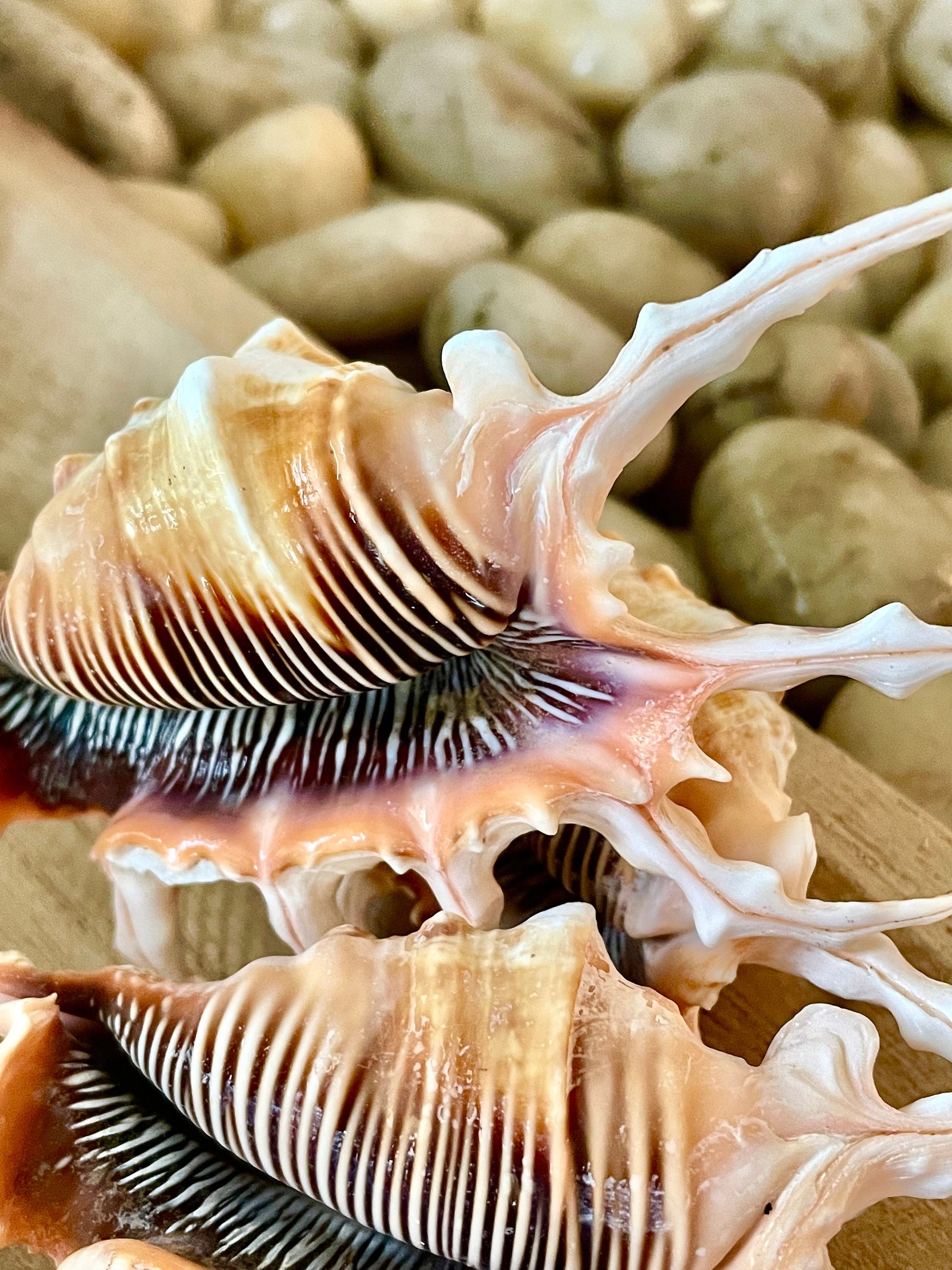 SCORPION LAMBIS SPIDER Shells * Set of 3* 4-5" Natural Conch Display Seashell Coastal Collector Beach Home Décor Crafts