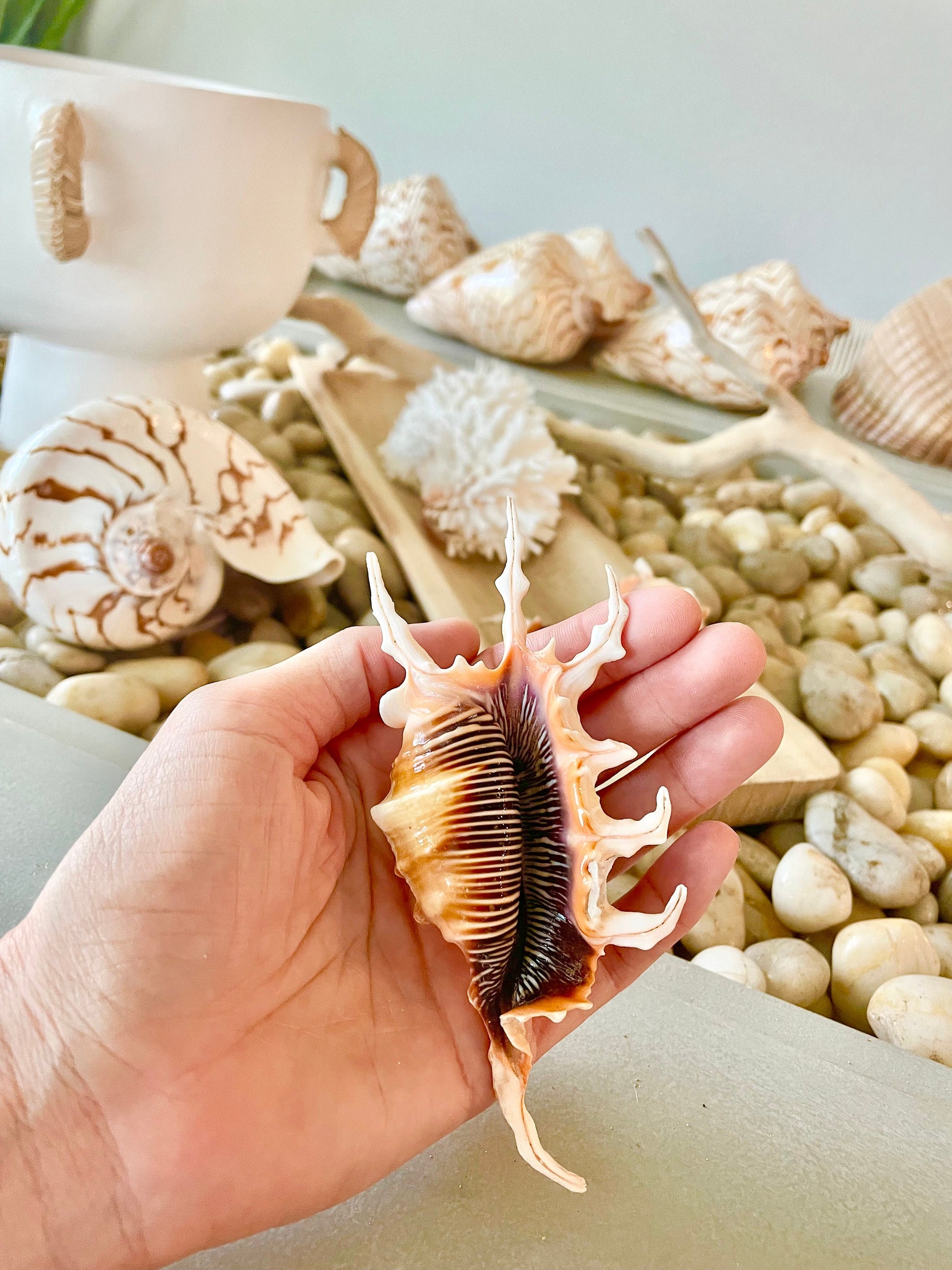 SCORPION LAMBIS SPIDER Shells * Set of 3* 4-5" Natural Conch Display Seashell Coastal Collector Beach Home Décor Crafts