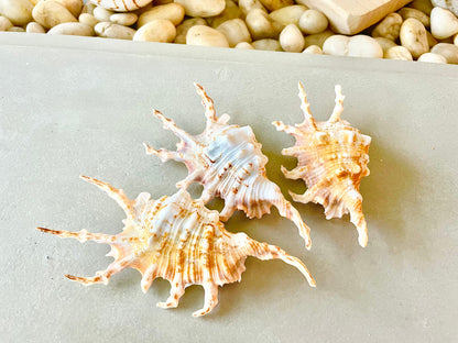 Scorpion Spider Conch Seashell Set of 3, 4-5" Coastal Décor Shells