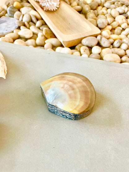 Coastal Gift Box Black Lip Shell Irredescent Seashell Jewelry Box Trinket Dish 4" Beach Décor Mother of Pearl Abalone