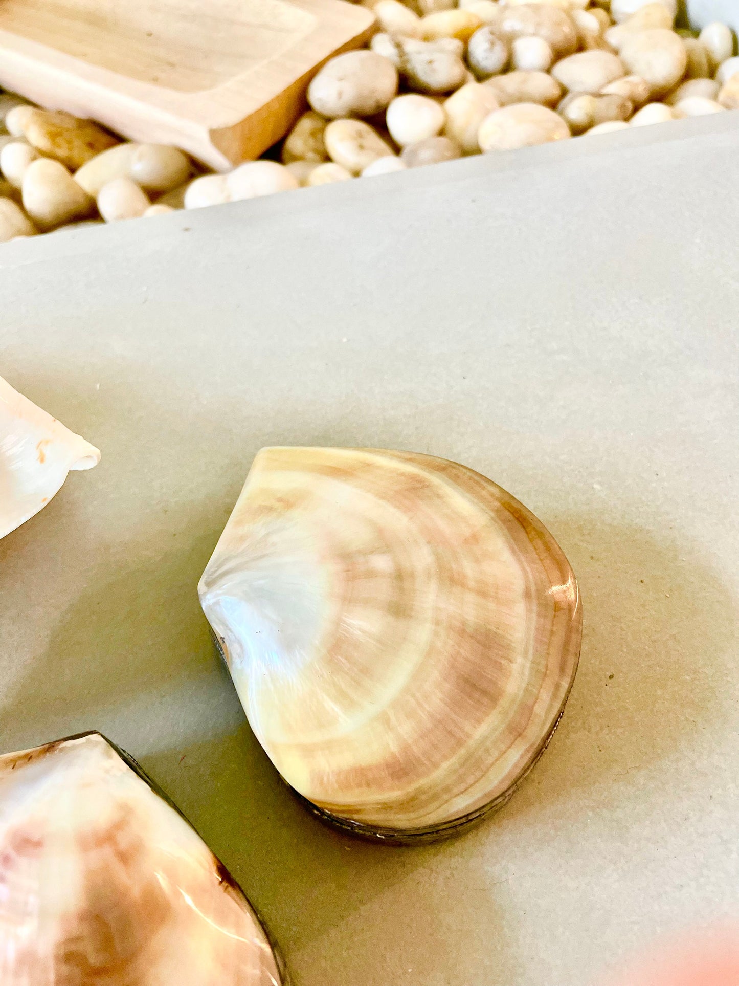 Coastal Gift Box Black Lip Shell Irredescent Seashell Jewelry Box Trinket Dish 4" Beach Décor Mother of Pearl Abalone