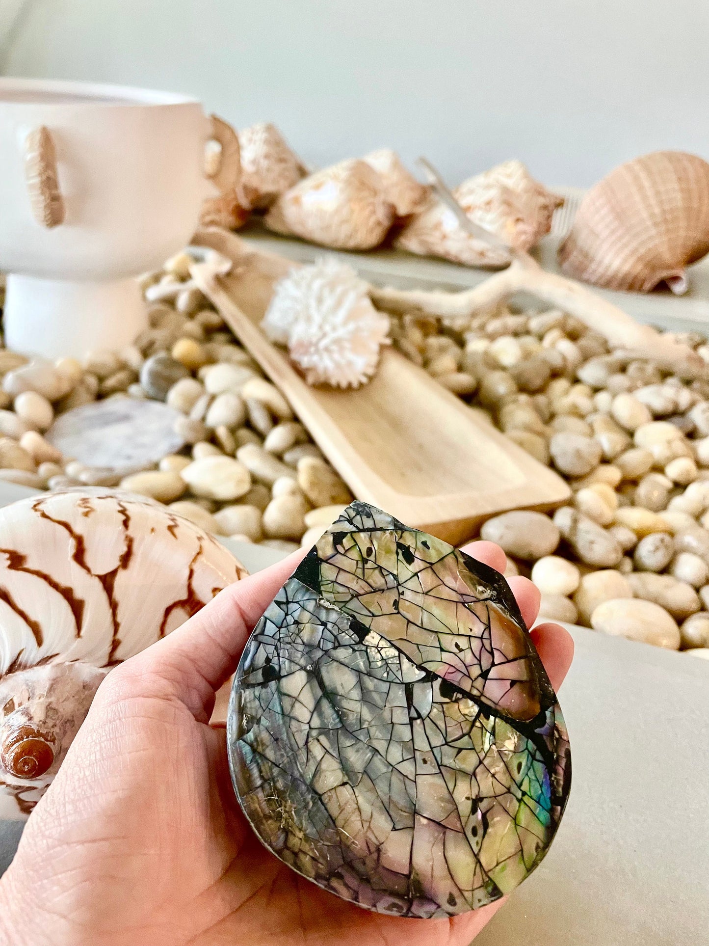 Coastal Gift Box Black Lip 4" Shell Irredescent Seashell Jewelry Beach Décor