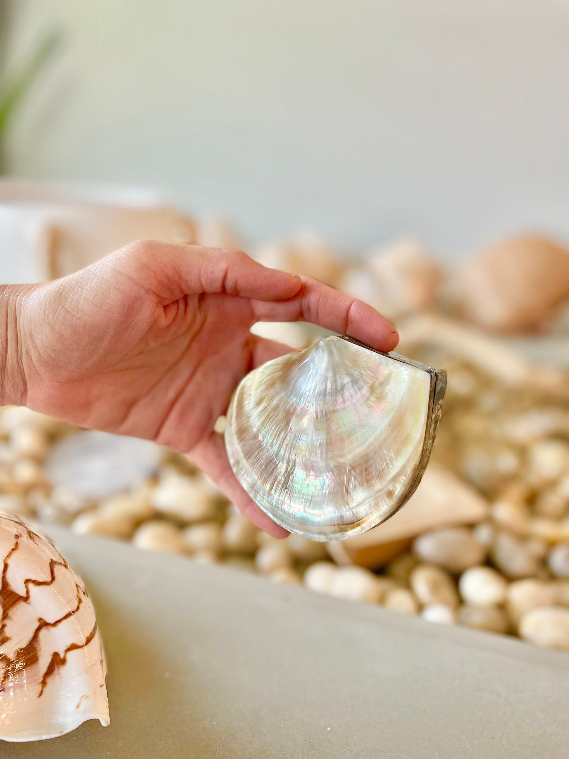 Coastal Gift Box Black Lip Shell Irredescent Seashell Jewelry Box Trinket Dish 4" Beach Décor Mother of Pearl Abalone