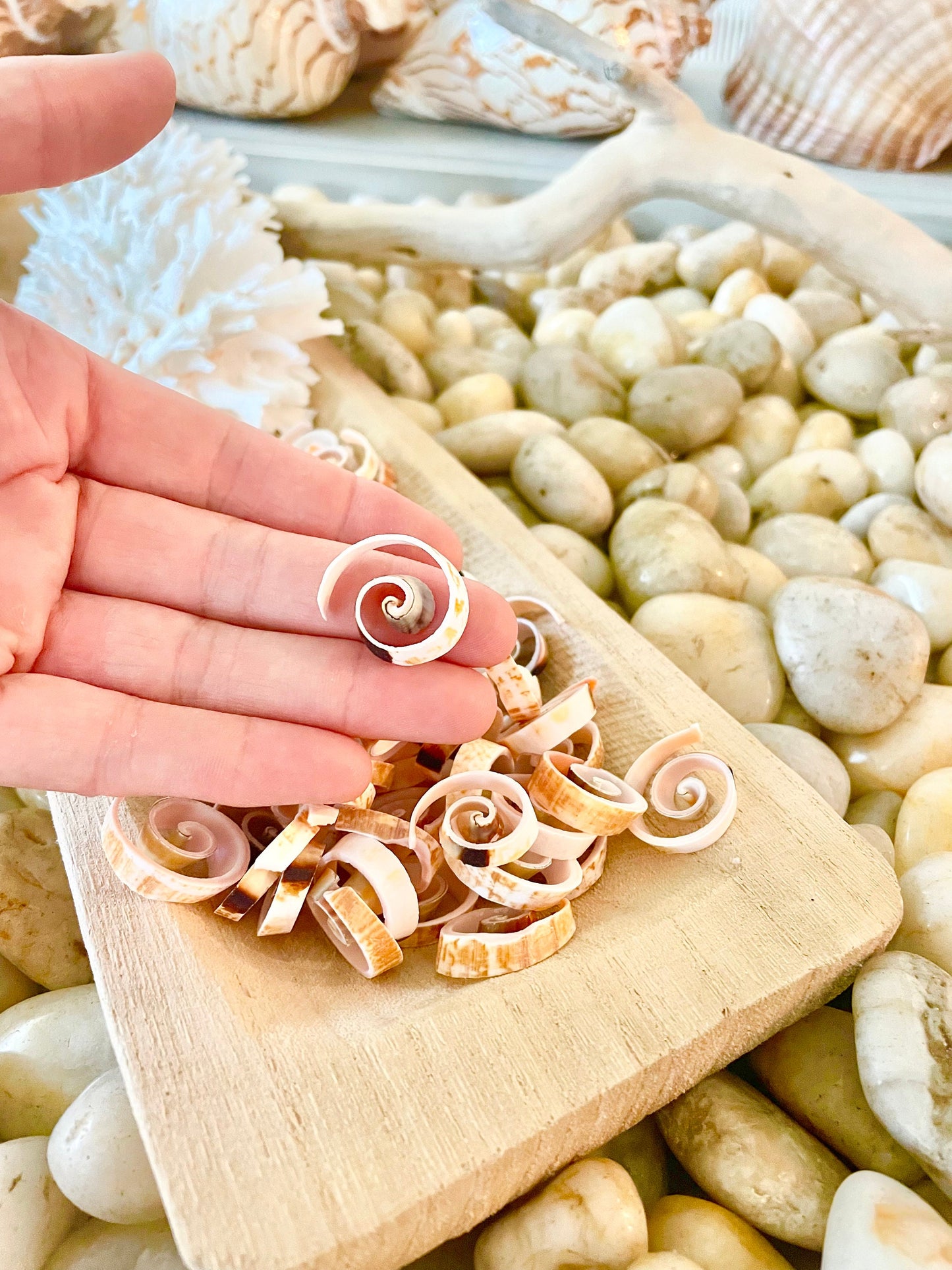 SWIRLY SPIRAL CUT Shells *100 Slices* .75-1" Natural Pink Color Small Craft Seashells Strombus Bulk Coastal Beach Home Décor