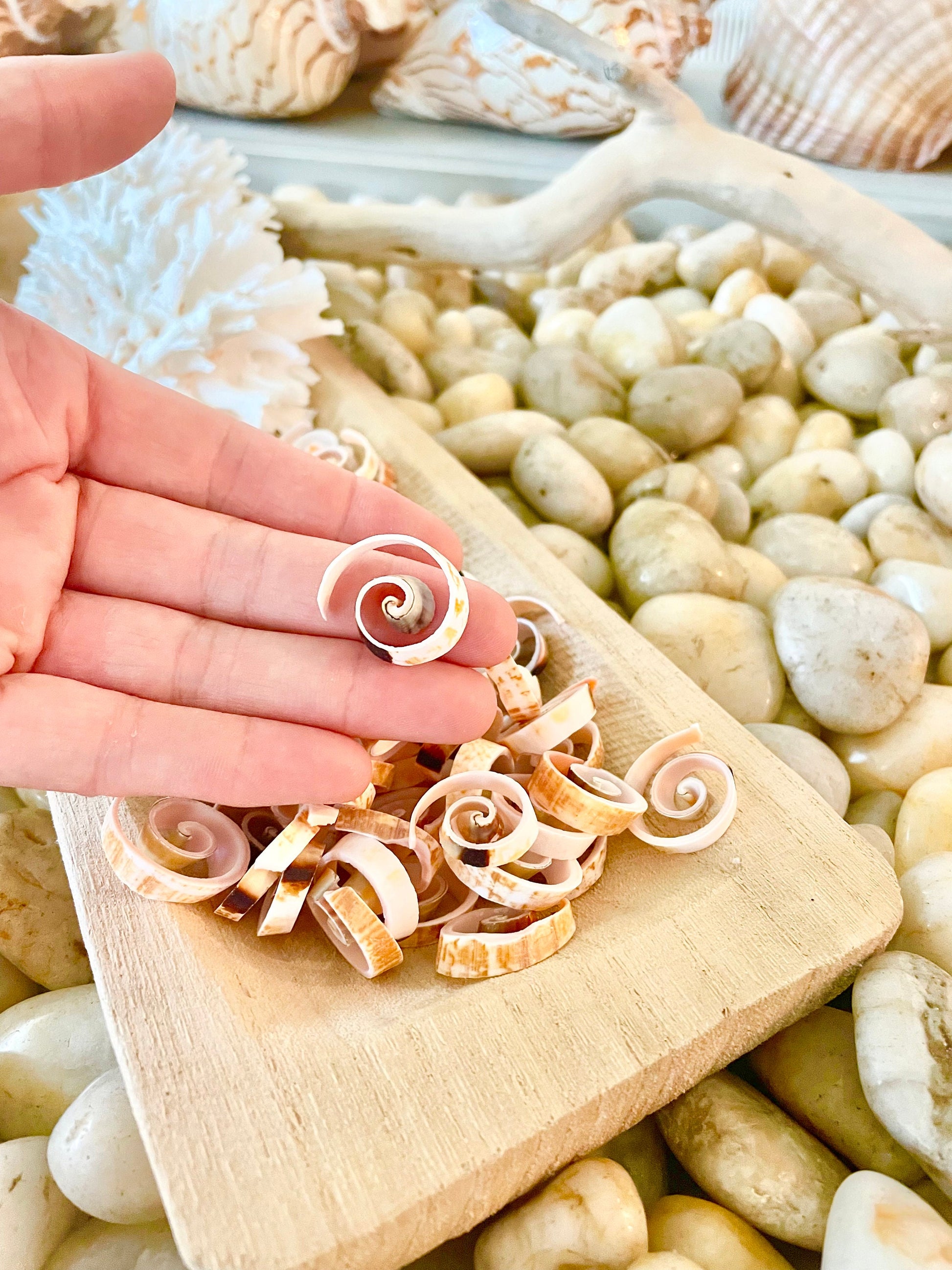 SWIRLY SPIRAL CUT Shells *100 Slices* .75-1" Natural Pink Color Small Craft Seashells Strombus Bulk Coastal Beach Home Décor