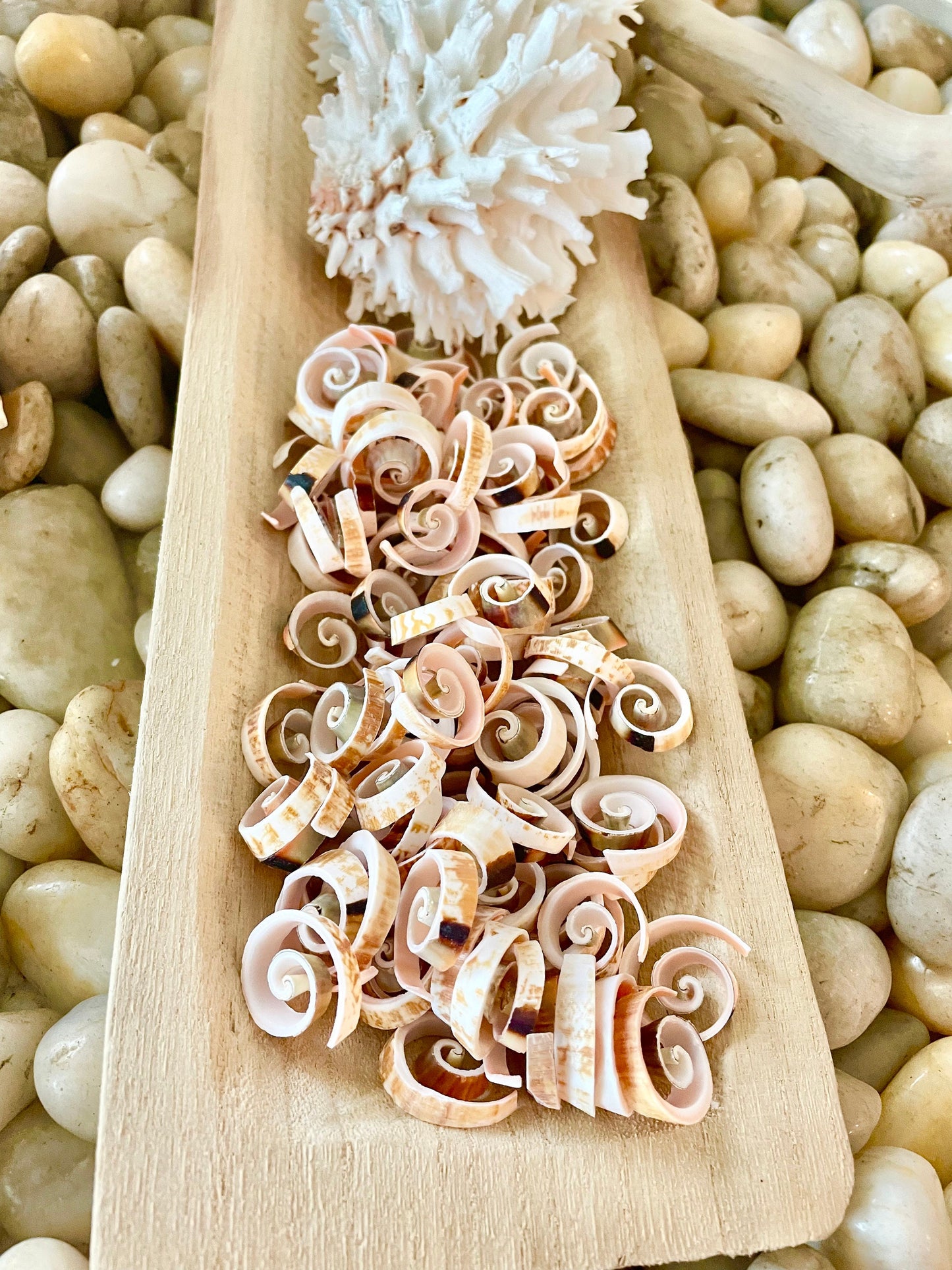 SWIRLY SPIRAL CUT Shells *100 Slices* .75-1" Natural Pink Color Small Craft Seashells Strombus Bulk Coastal Beach Home Décor