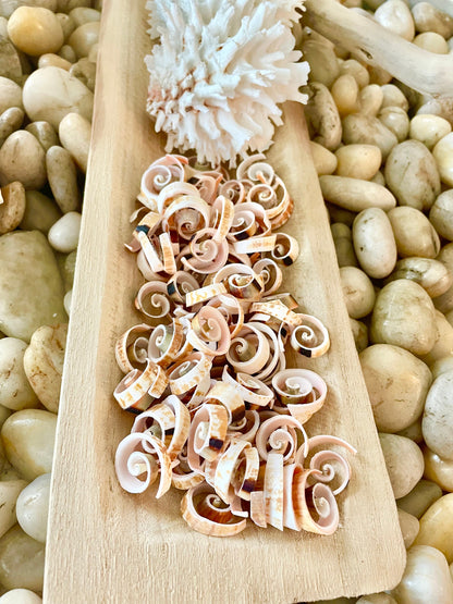 SWIRLY SPIRAL CUT Shells *100 Slices* .75-1" Natural Pink Color Small Craft Seashells Strombus Bulk Coastal Beach Home Décor