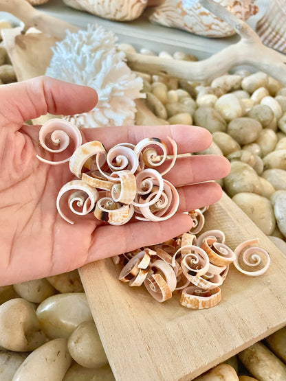 SWIRLY SPIRAL CUT Shells *100 Slices* .75-1" Natural Pink Color Small Craft Seashells Strombus Bulk Coastal Beach Home Décor