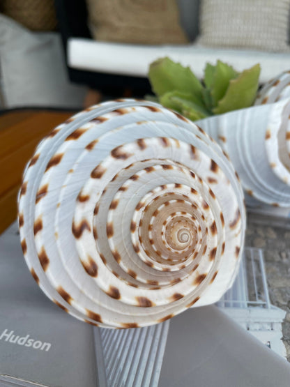 Over Stuffed Spotted Tun Tonna Seashell, Unique Coastal Gift, Shells, Starfish, Urchins and more...
