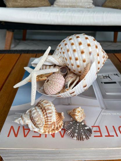 Over Stuffed Spotted Tun Tonna Seashell, Unique Coastal Gift, Shells, Starfish, Urchins and more...