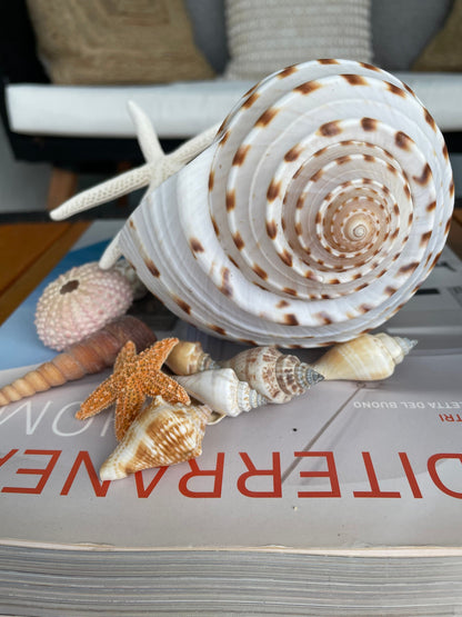 MYSTERY STUFFED SEASHELL Seashells, Sea Glass, Starfish, Urchins, Sand dollars and more coastal décor mix