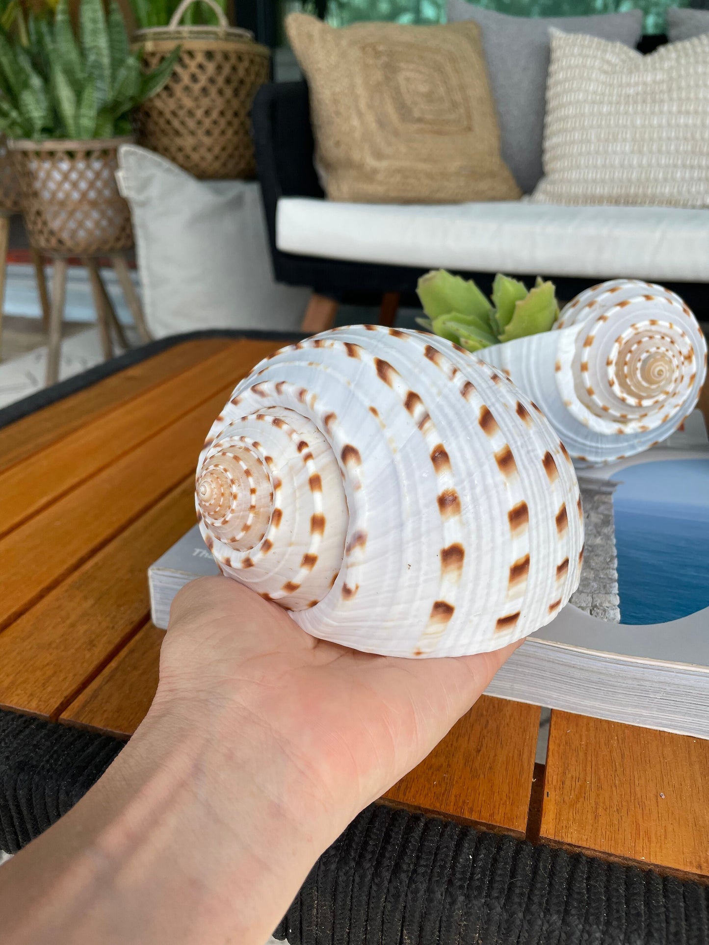 Spotted Mosaic Tun Tonna Tessellate Seashell 2-6” You Pick Size Shells White Brown Beach Wedding Décor Coastal Shell Air plant Holder