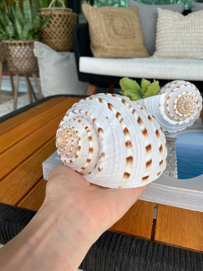 Spotted Mosaic Tun Tonna Tessellate Seashell 2-6” You Pick Size Shells White Brown Beach Wedding Décor Coastal Shell Air plant Holder