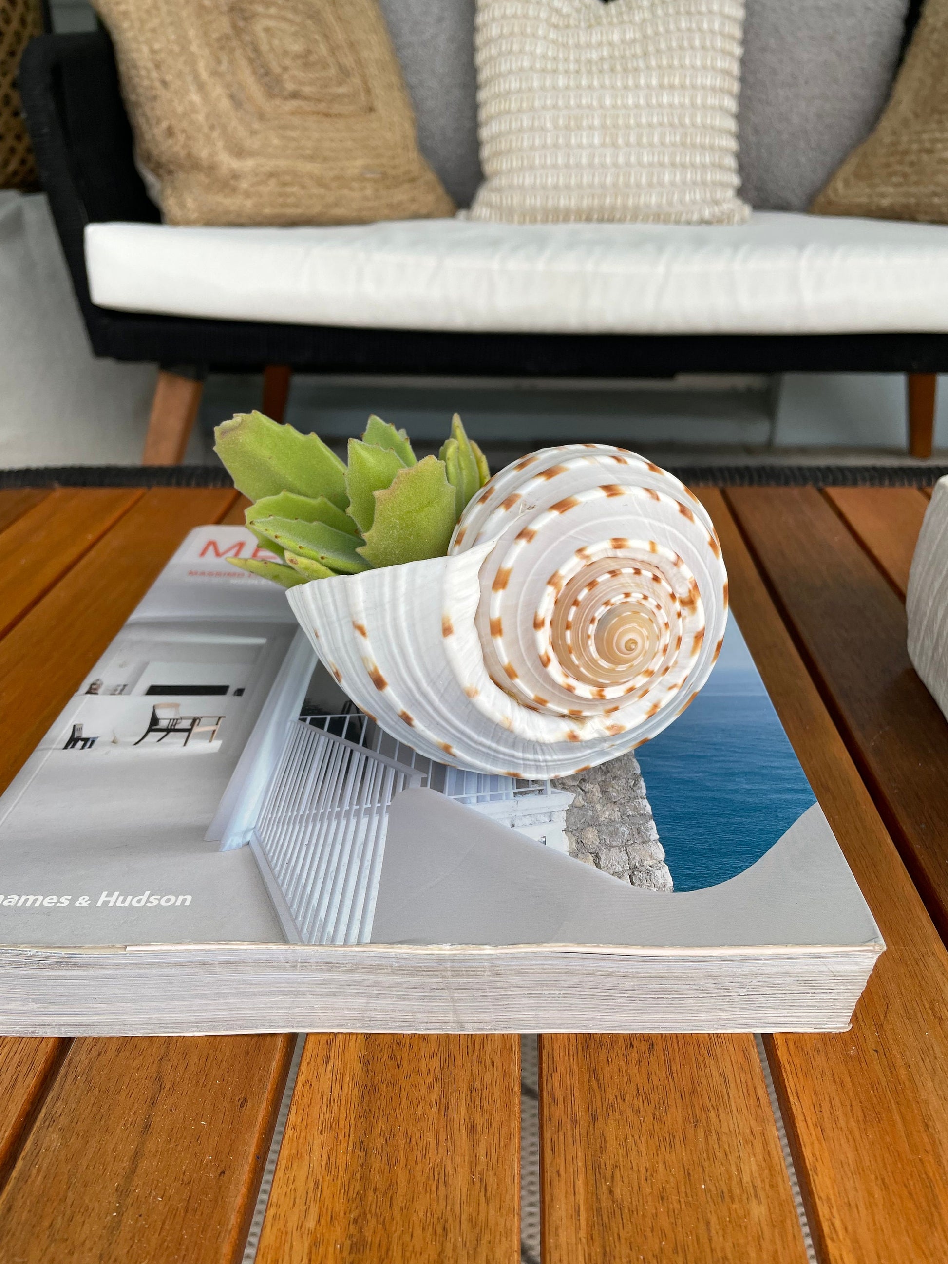 Spotted Mosaic Tun Shell: 2-6" Natural Seashell, Beach Decor