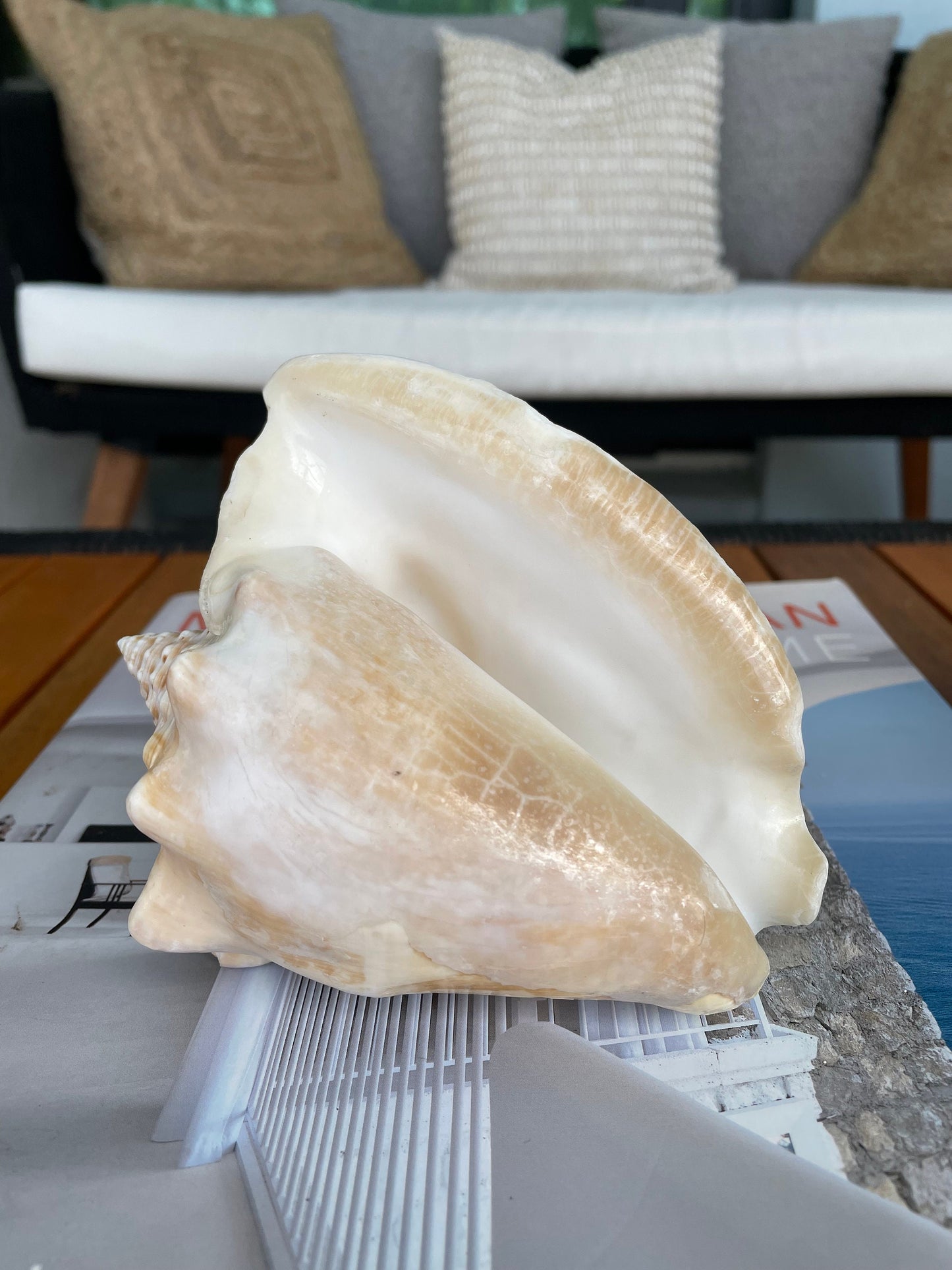 GOLDEN MILK CONCH Shell *All Sizes* Florida Keys Natural Display Seashell Coastal Beach Home Décor