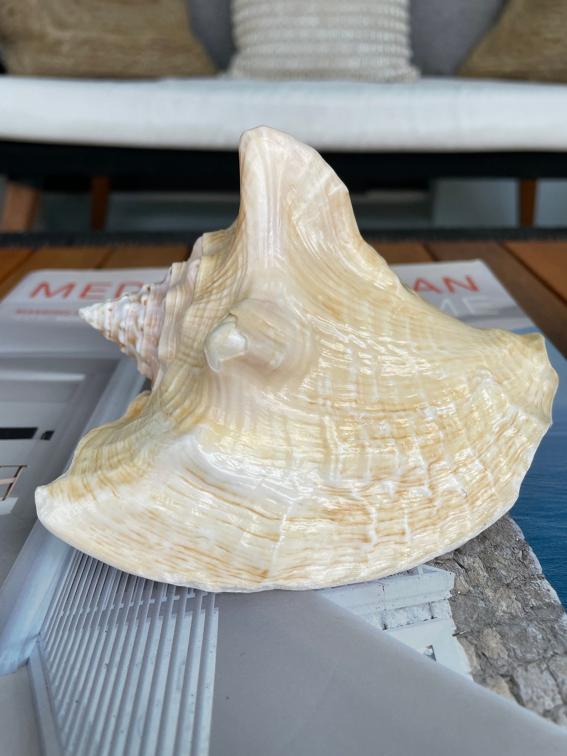 GOLDEN MILK CONCH Shell *All Sizes* Florida Keys Natural Display Seashell Coastal Beach Home Décor