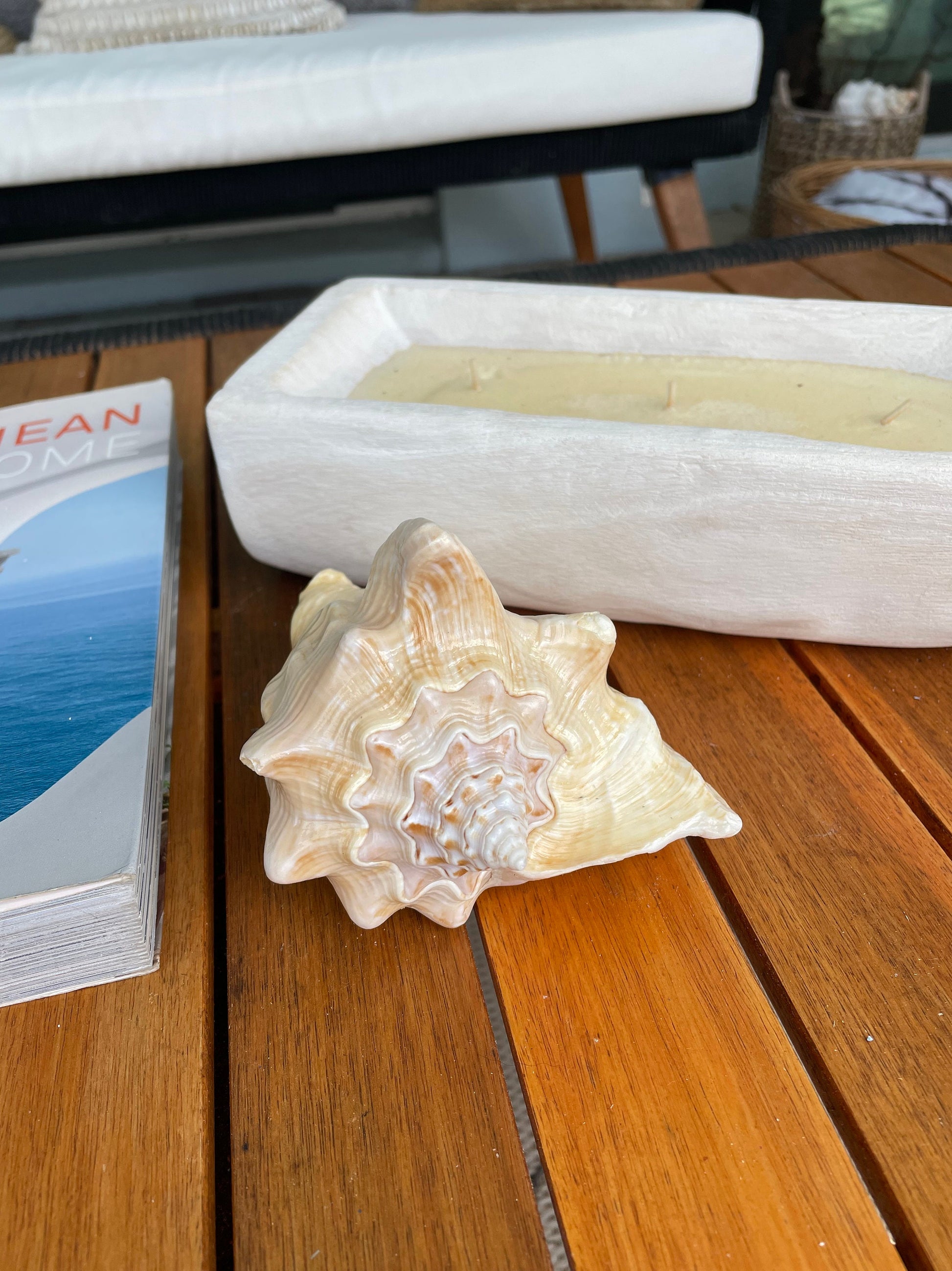 GOLDEN MILK CONCH Shell *All Sizes* Florida Keys Natural Display Seashell Coastal Beach Home Décor