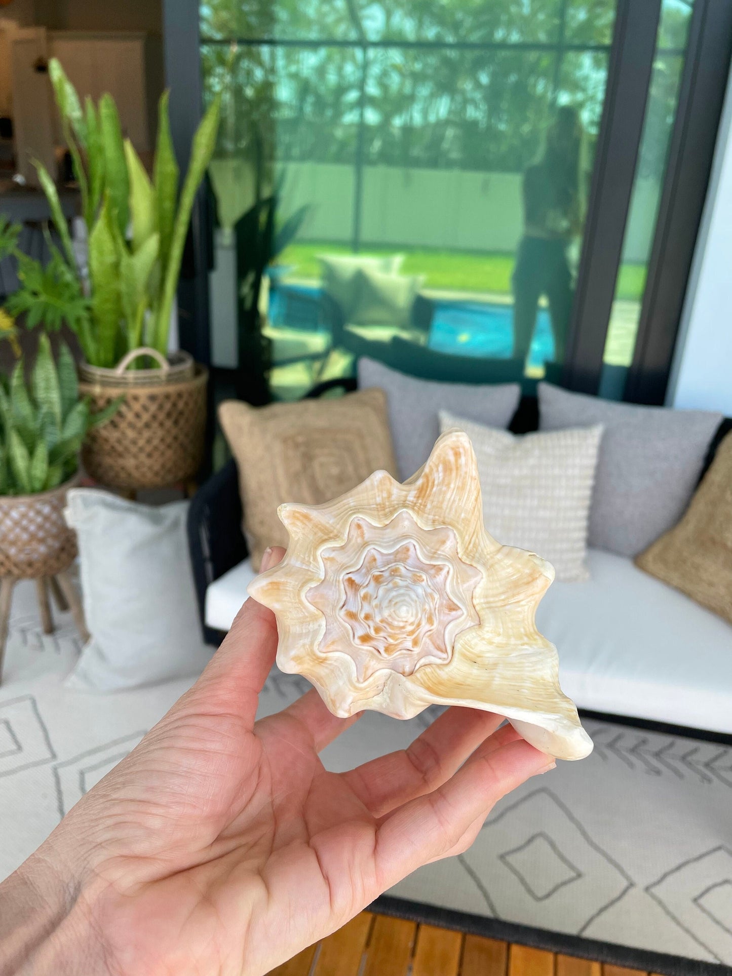 GOLDEN MILK CONCH Shell *All Sizes* Florida Keys Natural Display Seashell Coastal Beach Home Décor