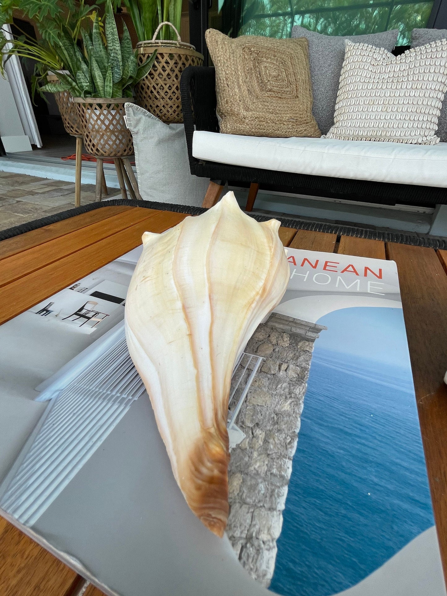 Natural North Pacific Whelk Shell *All Sizes* Coastal Home Décor