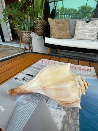 Natural North Pacific Whelk Shell *All Sizes* Coastal Home Décor