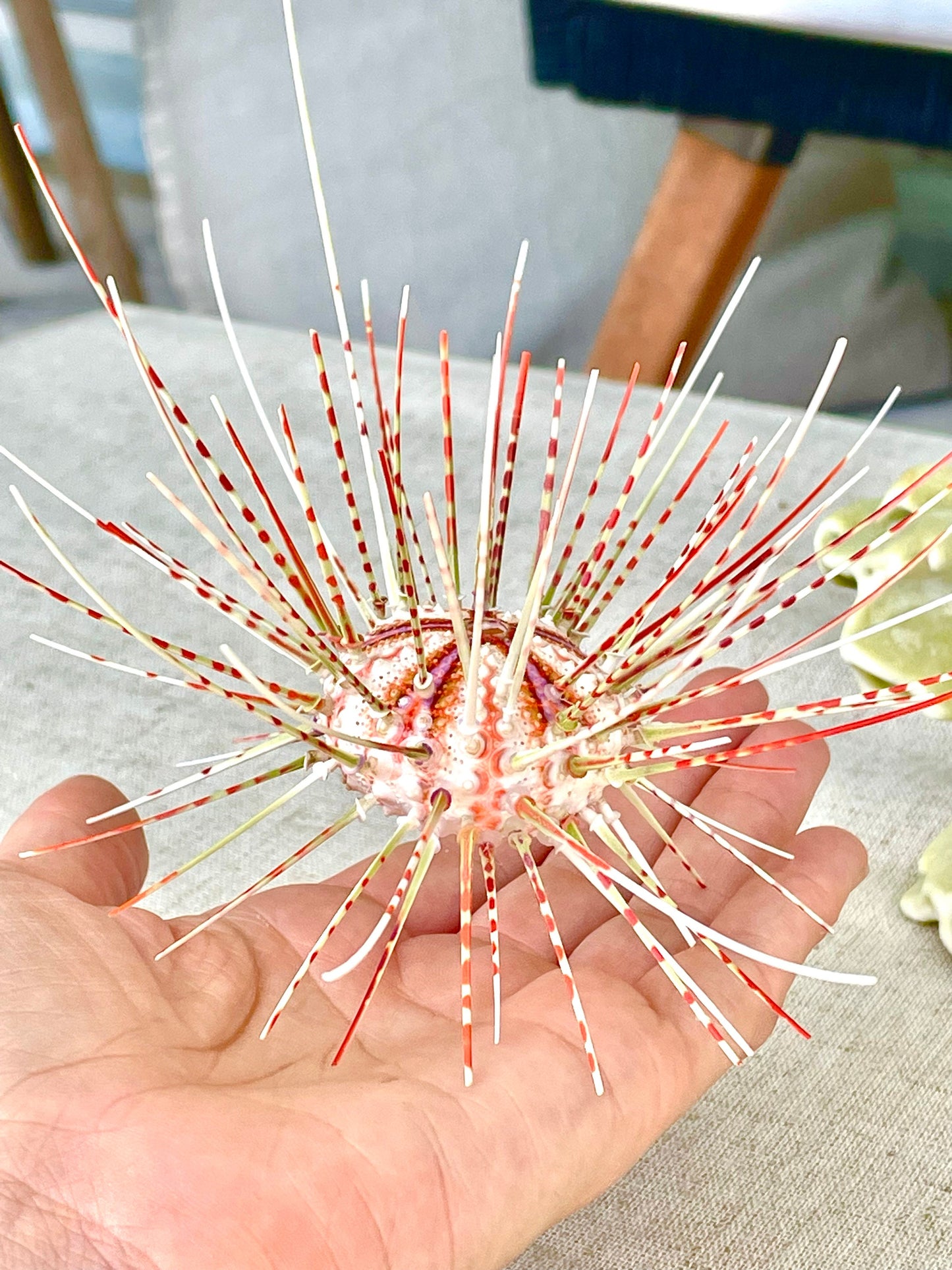 100% Natural From Ocean ,Very Rare Colorful Deep Water Sea Urchin w/Spines COELOPLEURUS MAILARDII