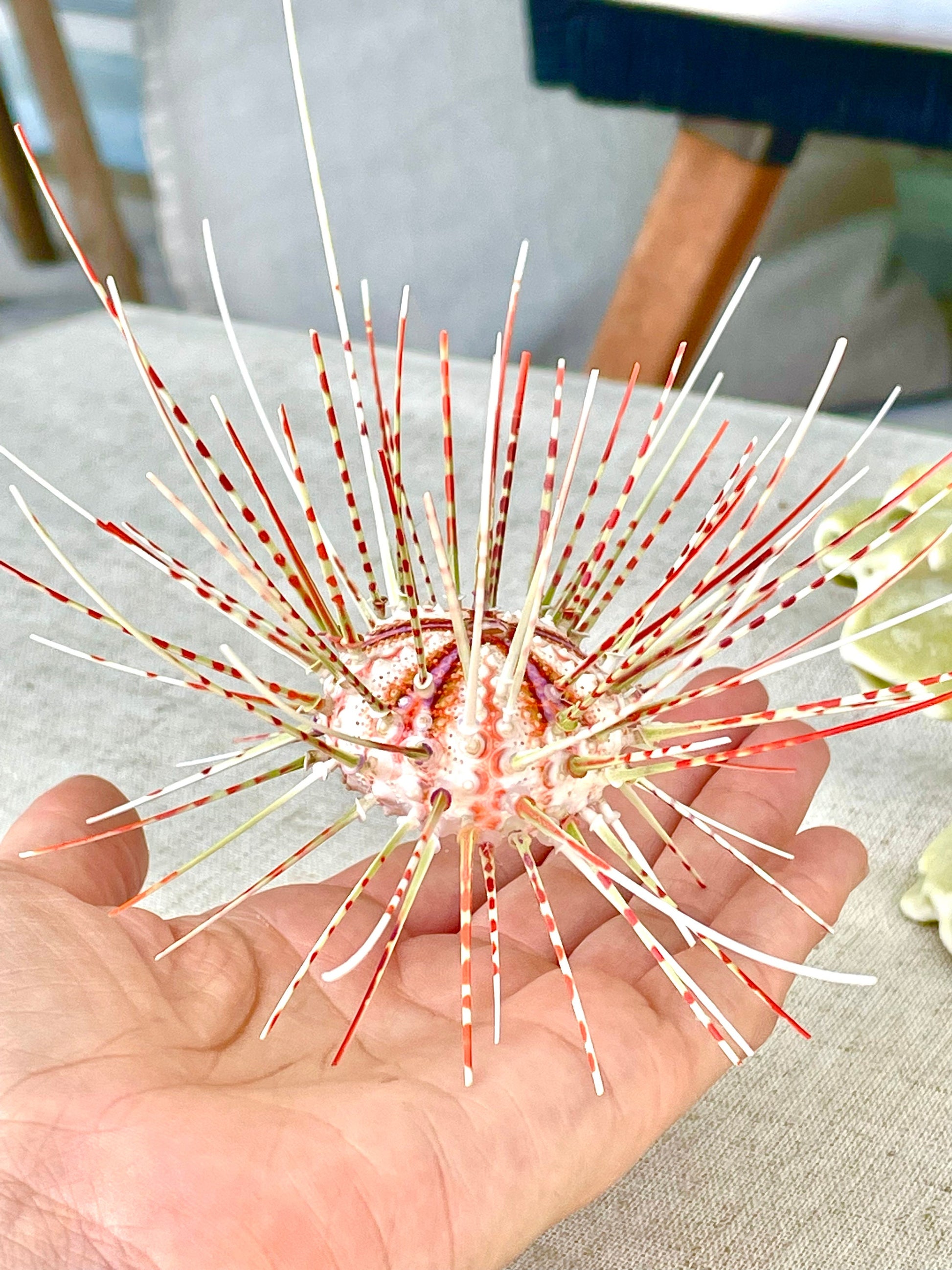 100% Natural From Ocean ,Very Rare Colorful Deep Water Sea Urchin w/Spines COELOPLEURUS MAILARDII