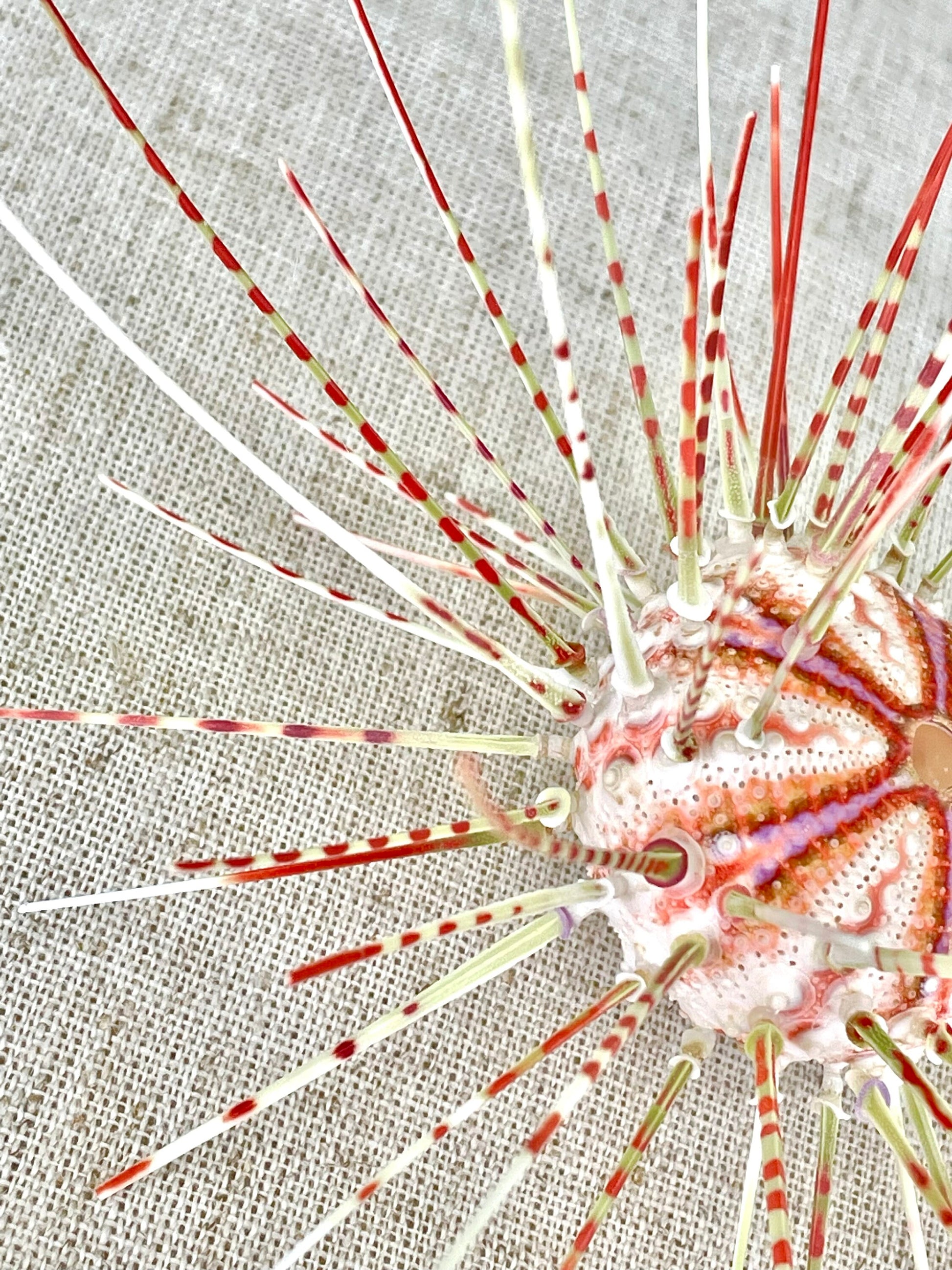 100% Natural From Ocean ,Very Rare Colorful Deep Water Sea Urchin w/Spines COELOPLEURUS MAILARDII