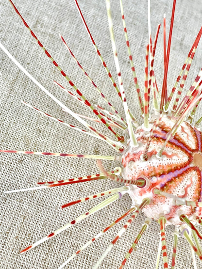 100% Natural From Ocean ,Very Rare Colorful Deep Water Sea Urchin w/Spines COELOPLEURUS MAILARDII