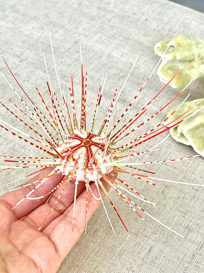100% Natural From Ocean ,Very Rare Colorful Deep Water Sea Urchin w/Spines COELOPLEURUS MAILARDII