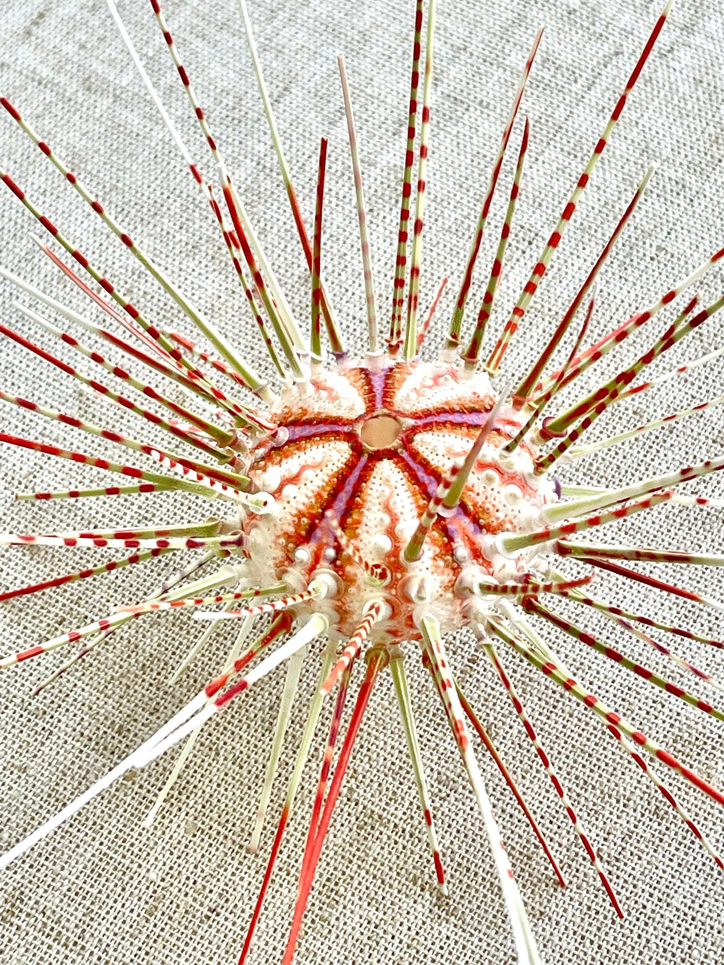 100% Natural From Ocean ,Very Rare Colorful Deep Water Sea Urchin w/Spines COELOPLEURUS MAILARDII