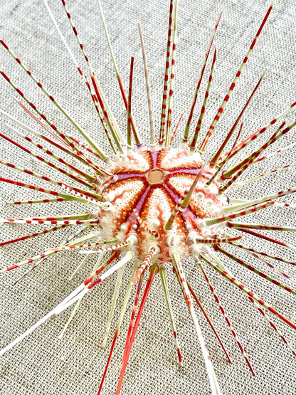 100% Natural From Ocean ,Very Rare Colorful Deep Water Sea Urchin w/Spines COELOPLEURUS MAILARDII
