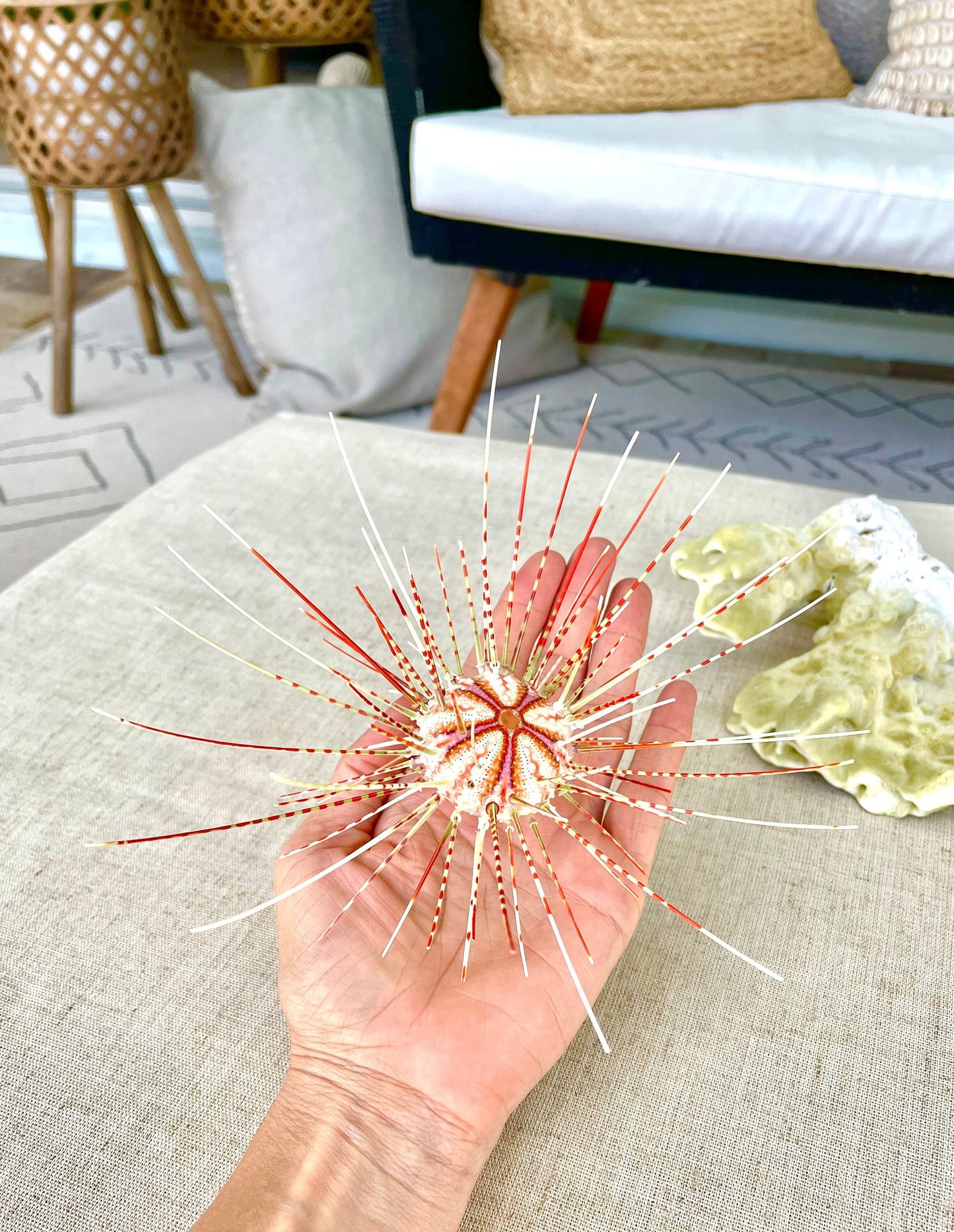 100% Natural From Ocean ,Very Rare Colorful Deep Water Sea Urchin w/Spines COELOPLEURUS MAILARDII