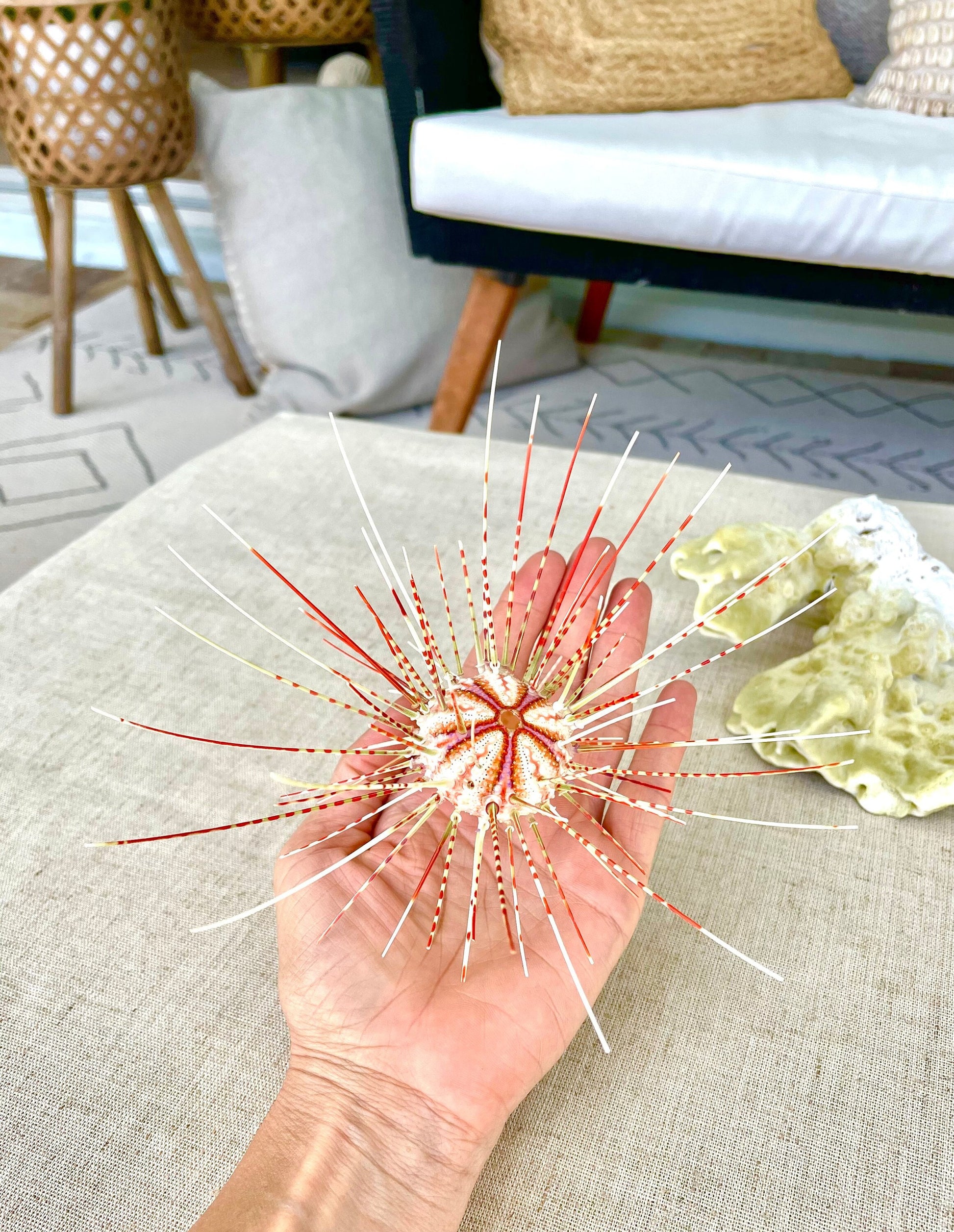 100% Natural From Ocean ,Very Rare Colorful Deep Water Sea Urchin w/Spines COELOPLEURUS MAILARDII